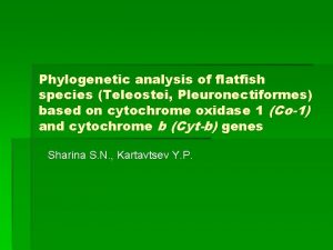 Phylogenetic analysis of flatfish species Teleostei Pleuronectiformes based