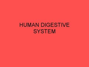 HUMAN DIGESTIVE SYSTEM DIGESTIVE SYSTEM DIGESTION PROCESS The