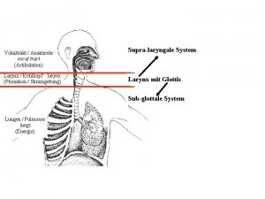 Vokaltrakt Ansatzrohr vocal tract Artikulation Larynx Kehlkopf larynx