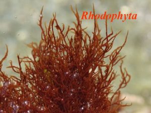 Rhodophyta Rhodophyta Eukaryotick rostliny St cca 500 mil