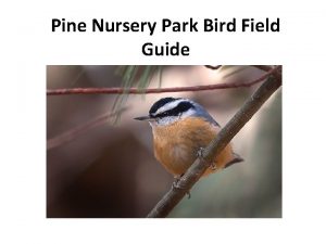 Pine Nursery Park Bird Field Guide Contents 1