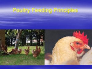 Poultry Feeding Principles Contents Digestive System Structure of