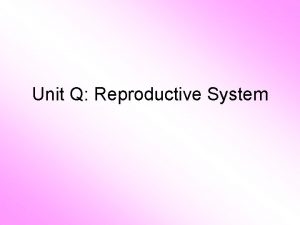 Unit Q Reproductive System Male Reproductive System Testes