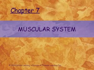 Chapter 7 MUSCULAR SYSTEM 2004 Delmar Learning a