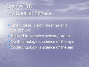 Chapter 16 The Special Senses Smell taste vision