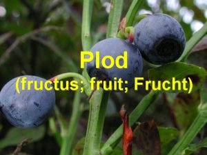 Plod fructus fruit Frucht Funkce chrnit a roziovat