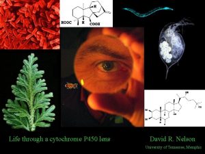 Life through a cytochrome P 450 lens David