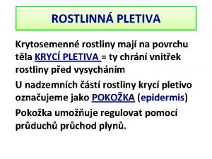 ROSTLINN PLETIVA Krytosemenn rostliny maj na povrchu tla