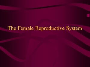 The Female Reproductive System External Female Reproductive Organs