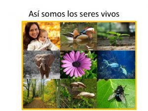 5 reinos en que se clasifican los seres vivos