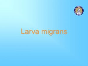 Larva migrans Larva migrans Infeccin del ser humano