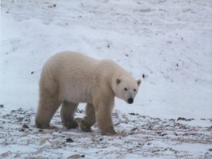 Polar bear What keeps a polar bear cool