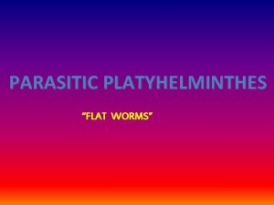 PARASITIC PLATYHELMINTHES FLAT WORMS Phylum Platyhelminthes flatworms characteristics