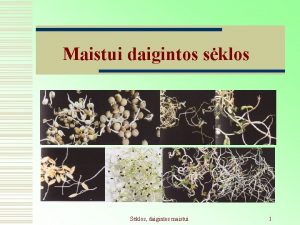 Maistui daigintos sklos Sklos daigintos maistui 1 Mitybos