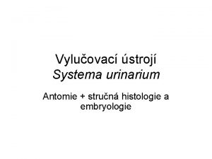 Vyluovac stroj Systema urinarium Antomie strun histologie a