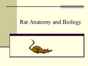 Rat Anatomy and Biology Introduction Rattus norvegicus Norway