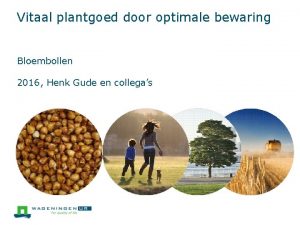 Vitaal plantgoed door optimale bewaring Bloembollen 2016 Henk