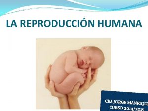 Fases de la reproducción humana