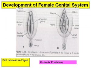Development of Female Genital System Prof Musaad AlFayez