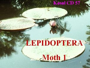 Kosol CD 57 LEPIDOPTERA Moth 1 Zygaenidae Pyromorphidae