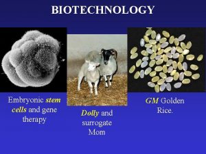 BIOTECHNOLOGY Embryonic stem cells and gene therapy Dolly