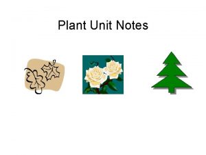 Plant Unit Notes 1 Vascular Plant Characteristics For