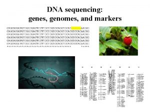 DNA sequencing genes genomes and markers Steps in