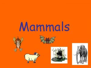Mammals 1 Evolution and Characteristics Mammals belong to