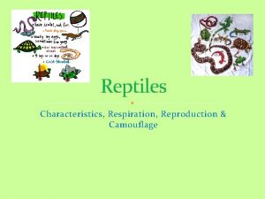 Reptiles Characteristics Respiration Reproduction Camouflage Reptiles Blooms Taxonomy