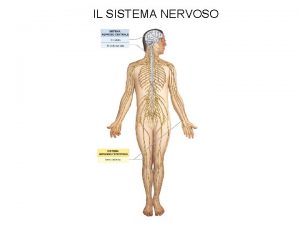 IL SISTEMA NERVOSO Sviluppo del sistema nervoso centrale