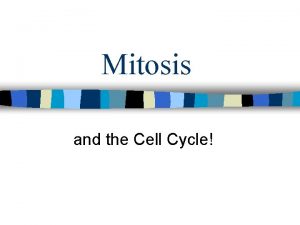 Mitosis and the Cell Cycle The Cell Cycle