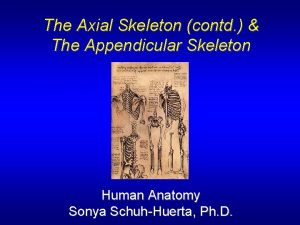 The Axial Skeleton contd The Appendicular Skeleton Human