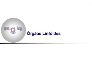 rgos Linfides Sistema Imune rgos Linfides rgos linfides