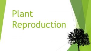 Plant Reproduction Asexual Reproduction Some plants produce new