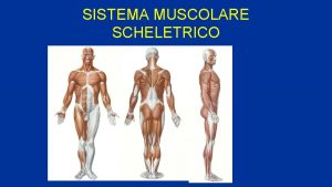 Miologia sistema muscolare