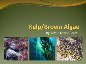 KelpBrown Algae By MarieLouise Posch Kelp general term