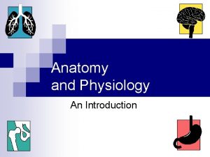 Anatomy and Physiology An Introduction Anatomy and Physiology