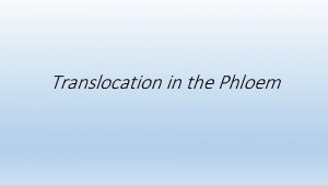 Translocation in the Phloem As plants increased in