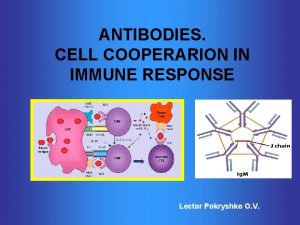 ANTIBODIES CELL COOPERARION IN IMMUNE RESPONSE Lector Pokryshko