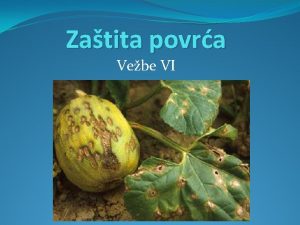 Zatita povra Vebe VI Krompirova zlatica Leptinotarsa decemlineata