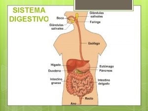 SISTEMA DIGESTIVO NUTRICIN Los seres vivientes necesitan una