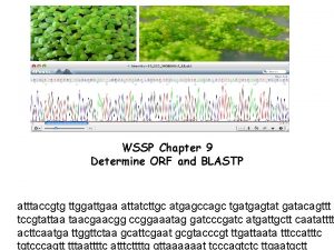 WSSP Chapter 9 Determine ORF and BLASTP atttaccgtg