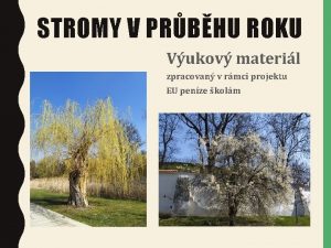 STROMY V PRBHU ROKU Vukov materil zpracovan v