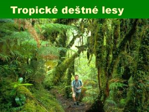 Tropick detn lesy Co je tropick detn les