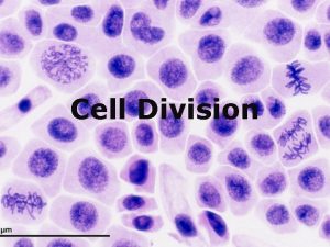 Cell Division Outline Cells Review What is cell