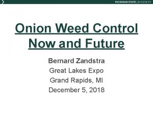 Onion weed in lakes