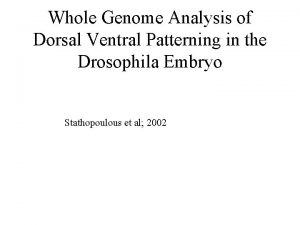 Whole Genome Analysis of Dorsal Ventral Patterning in