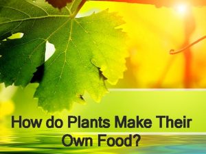How indoor plants make their food