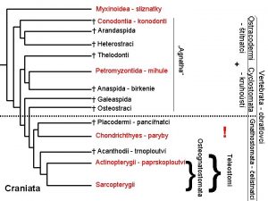 Myxinoidea