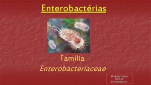 Enterobactrias Famlia Enterobacteriaceae Elisabete Vicente ICBUSP bevicentusp br